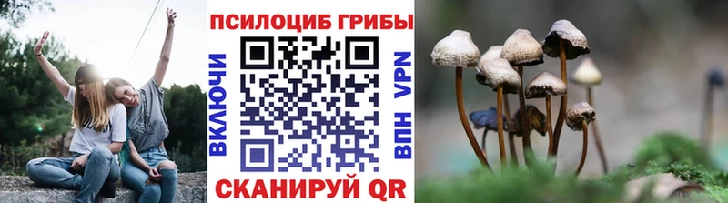 Псилоцибиновые грибы Psilocybe  Купить закладки  Белогорск 